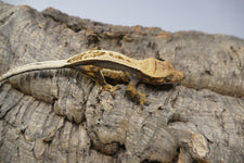Crested (Rhacodactylus Ciliatus)