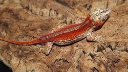 Super Red Pin Stripe Gargoyle male GG277