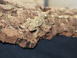 Sarasinorum Gecko White Collar w 7 Spots (SG12)