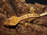 Full Pinner Female Crested Gecko (CG194)