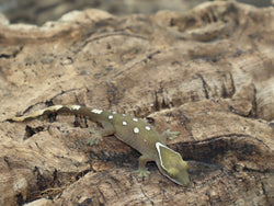 Sarasinorum Gecko White Collar 7 Spots (SG19)