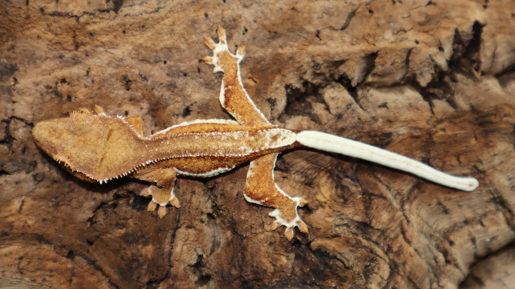 Chocolate Phantom Yellow Lilly White Crested Gecko (CLW91