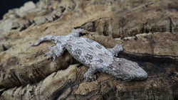 GTAx Red Bar DM GTA Leachianus Gecko LB446