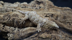 Pure Bosse Leachianus Gecko LB447
