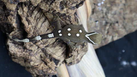White Collar Sarasinorum Gecko SG07