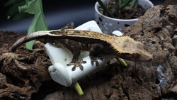 Tricolcor Het EB Male Crested Gecko CG267