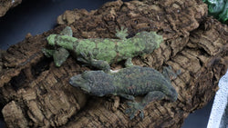 Pair Pine Island Chahoua ChP#1