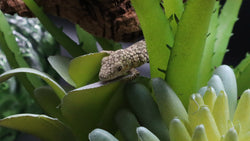 Eurydactylodes E.O (EO#08)