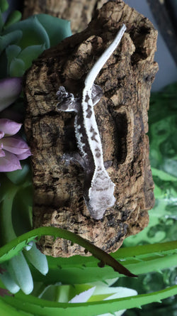 Axanthic Lilly White Poss Female Crested Gecko CGAX06