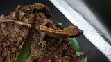 LW 100% HeT Axantnic Crested Gecko AxHet#05