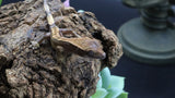 LW 100% HeT Axantnic Crested Gecko AxHet#05