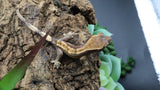 LW 100% HeT Axantnic Crested Gecko AxHet#05