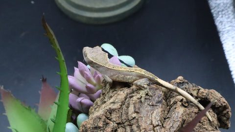 LW 100% HeT Axantnic Crested Gecko AxHet#04