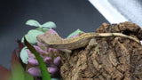 LW 100% HeT Axantnic Crested Gecko AxHet#04