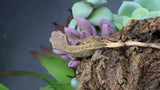 LW 100% HeT Axantnic Crested Gecko AxHet#04