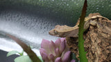 LW 100% HeT Axantnic Crested Gecko AxHet#04