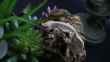 LW 100% HeT Axantnic Crested Gecko AxHet#03