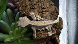 LW 100% HeT Axantnic Crested Gecko AxHet#03
