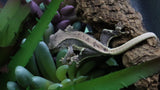 LW 100% HeT Axantnic Crested Gecko AxHet#03