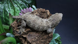 Leachianus Pure Yate Y03