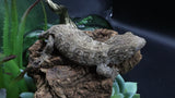 Leachianus Pure Yate Y03