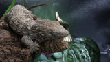 Leachianus Pure Yate Y03