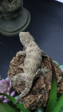 Leachianus Pure Yate Y03