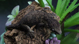 Pure MTK Melanistic Leachianus Gecko Male LB424
