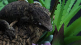 Pure MTK Melanistic Leachianus Gecko Male LB424