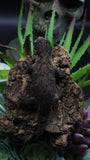 Pure MTK Melanistic Leachianus Gecko Male LB424