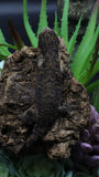 Pure MTK Melanistic Leachianus Gecko Male LB425