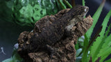 Pure MTK Melanistic Leachianus Gecko Male LB425