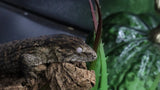 Pure MTK Melanistic Leachianus Gecko Male LB425