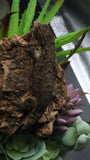 Pure MTK Melanistic Leachianus Gecko Male LB425