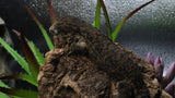Pure MTK Melanistic Leachianus Gecko Male LB425