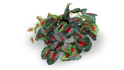 Pangea Red Leafy Vine - Caladium