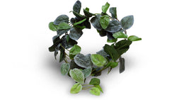 Copy of Pangea Leafy Vine - Fittonia