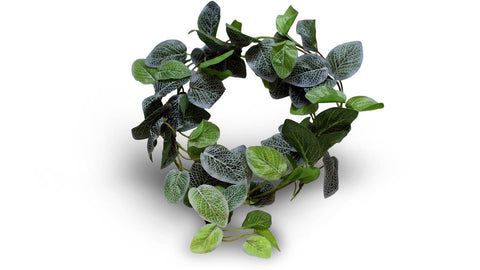 Copy of Pangea Leafy Vine - Fittonia