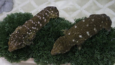 Breeder Leachies