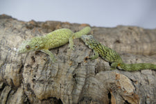Vieillardi (Eurydactylodes)