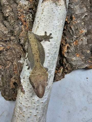 Crested Gecko Phantom FEMALE (cg127)