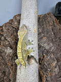 Crested Gecko Yellow Pin Proven MALE (cg#122)