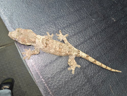 White Collar Pine Island Chahoua Gecko (CH31)