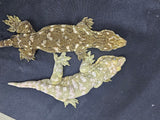 Brosse Leachianus Gecko  Male LB394