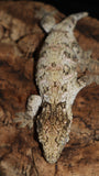 Leachie Male GTx  Nuu Ana x Nuu Ami LB455