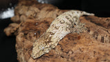 Leachie Male GTx  Nuu Ana x Nuu Ami LB455