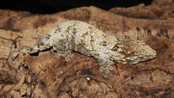 Leachie Male GTx  Nuu Ana x Nuu Ami LB455
