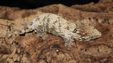 Leachie Male GTx  Nuu Ana x Nuu Ami LB455