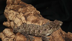 Leachie Male GTx  Nuu Ana x Nuu Ami LB456