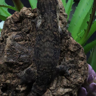 Pure MTK Melanistic Leachianus Gecko Male LB425